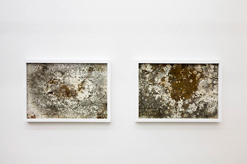 „Schimmel“  diverse Schimmel, Holz, Glas, 35 x 53 cm, 2014